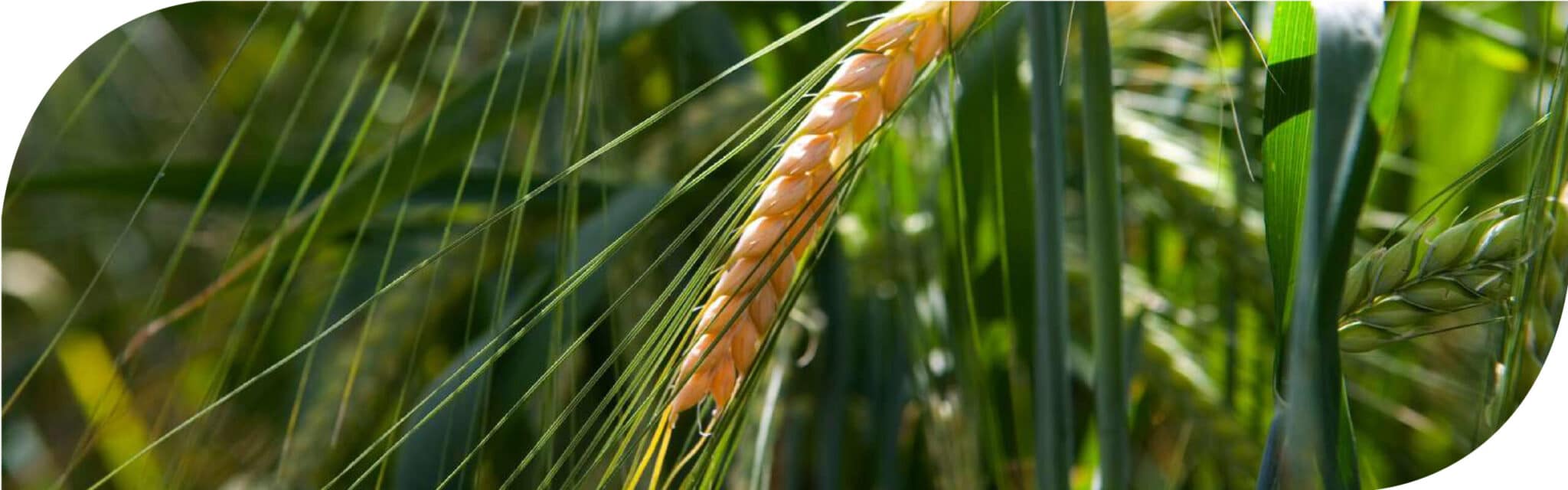 Havekalk og jordbrugskalk med miljøkalk